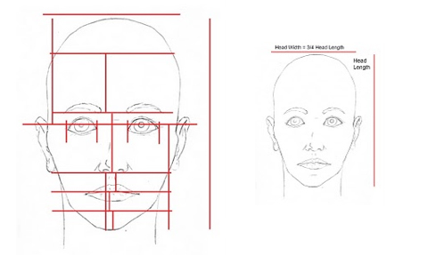 A-215: Basic Proportions of the Head 